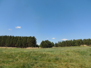 лесная поляна