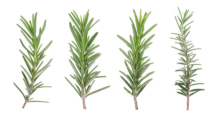 rosemary isolated on white background