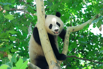 Obraz premium close up on young panda climbing up on the tree