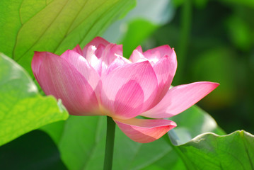 blooming lotus flower in summer pond with green leaves as background