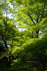 Obraz premium 新緑の真如堂（京都・日本）