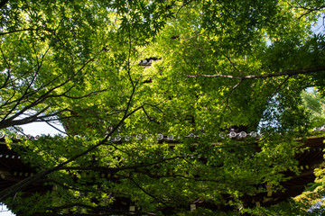 新緑の真如堂（京都・日本）