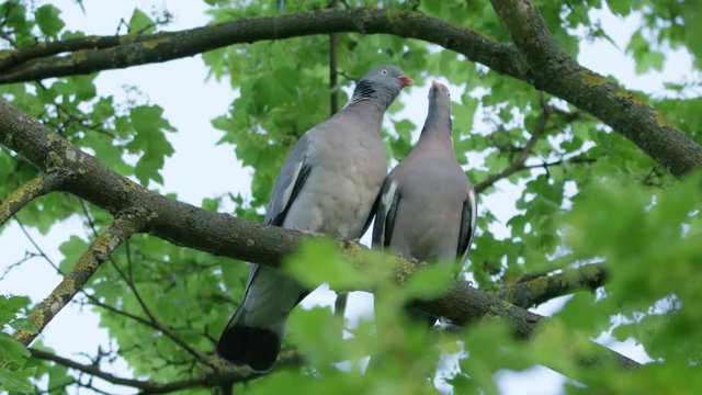 Turtledoves kissing on the tree