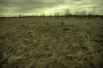 Fototapeta premium Dry grass field pasture with old, rotten grass, in the spring, in the autumn and trees in the distance is an old retro filtered look.