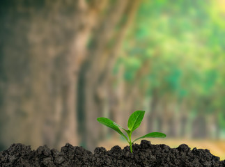 Planting trees in the ground the environment and the ecology