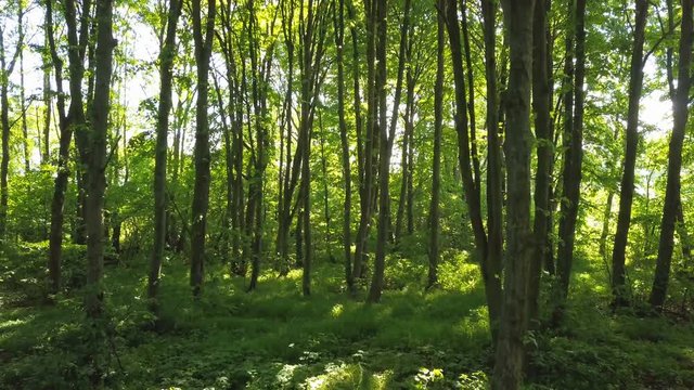 4K  Aerial.  Slow smooth fly inside green summer wood.  
