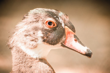 Portrait of a duck