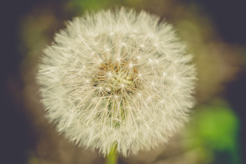 Abstraction fluffy dandelion