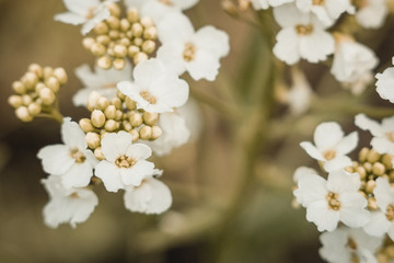 White flowers of viburnum