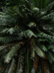 Fototapeta na wymiar Palm tree texture close up background 