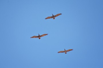 Pelicans in flight often flying with Frigate or Scissor birds in formation in Puerto Vallarta Mexico.