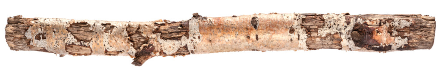 one long birch log isolated on white background