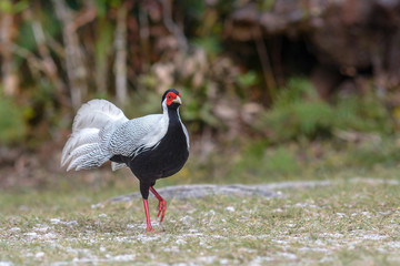 Silver pheasant, male ; Lophura nycthemera 