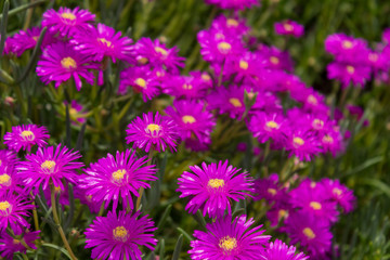Beautiful field of bright pink Lampranthus flowers, native of South Africa.