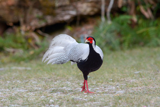 Silver pheasant, male ; Lophura nycthemera 