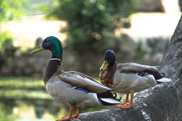Mallard Mallard