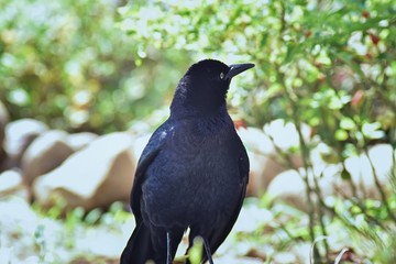 Great-tailed Grackle bird close up  in Puerto Vallarta Mexico.