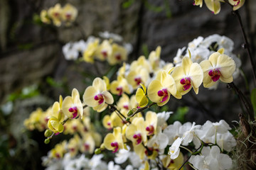 Yellow and white orchids in Singapore
