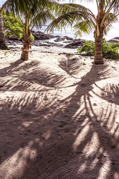 Under the shade of palm tree fronds on a sandy beach at Lefaga, Upolu Island, Samoa, South Pacific