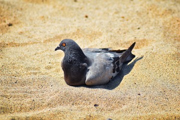 A Pigeon resting nestled in the sand on Beach in Puerto Vallarta, Mexico