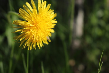 Fondo naturaleza diente de león