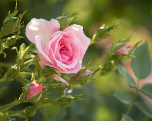 Blühender Rosenstock