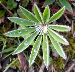 leaf lupine close-up drops of dew green brown