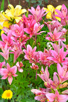 Garden Lily violet color