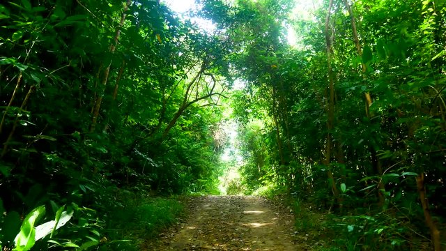 Travel Video Walking view While hiking in the fresh rainforest or tropical forests background in travel concept.