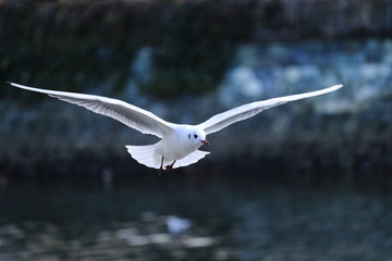 pewit gull