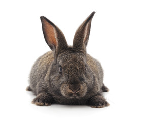 One gray rabbit.