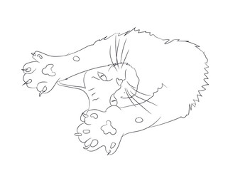 cat lines, vector