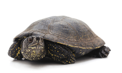 One beautiful turtle.