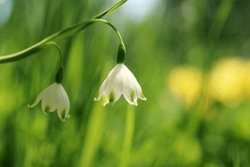 Spring nature background with white flowers. Beautiful giant snowdrops flowers on a bright green background close up. Good for card, poster or banner with space for text.