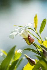 single white morning glory flower with blurry background