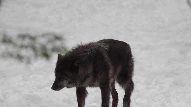 Black wolf stalking in the winter forest 