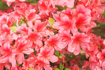 Fototapeta premium Closeup Blossoming of red azalea flowers in summer,Japan