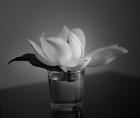 Photos of beautiful white magnolia flowers