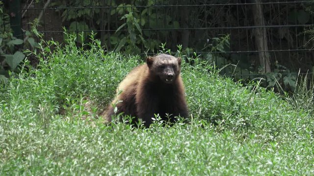 Wolverine, Gulo gulo, sitting on a meadow also called glutton, carcajou, skunk bear, or quickhatch
