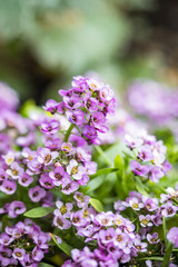 small pink flower field in the park