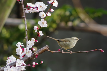 Japanese plum and bush warbler.