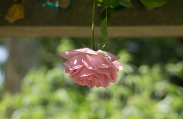 Hanging Rose