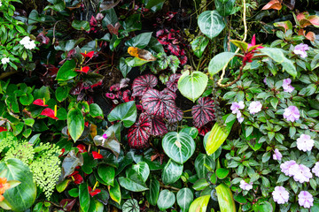 Fototapety  Pionowy ogród kolorowych liściastych roślin tropikalnych w Singapurze