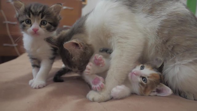 the cat licks the tongue of a small kitten slow motion video. cat mom and little kittens lie on the couch. cat lifestyle and kittens concept
