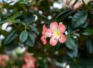 Pretty flower in tropical garden in Singapore