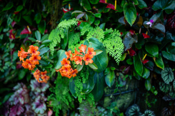 Orange tropical flowers on tropical vertical garden, Singapore