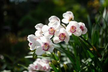 Fototapeta na wymiar White orchids in Singapore