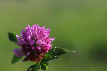 Insect on a Knapweeds flower in the sun. A blue flower in droplets of dew on a blurred green background. Plants of the meadows of the region with a temperate climate. Romantic joyful mood.Holiday card