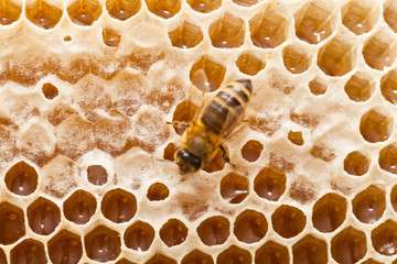Bee on a honeycomb