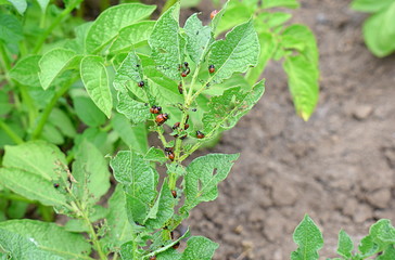 image of larva of colorado beetles sitting on a leaves of a potato